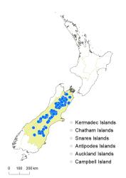 Veronica lycopodioides distribution map based on databased records at AK, CHR & WELT.
 Image: K.Boardman © Landcare Research 2022 CC-BY 4.0